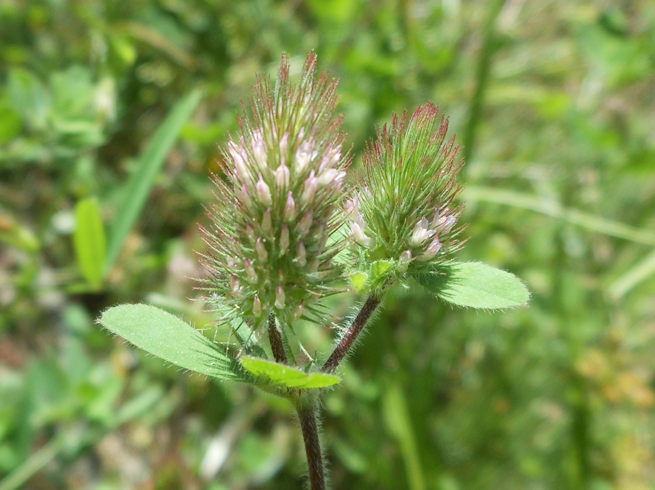 Trifolium ligusticum Loisel./Trifoglio ligure
